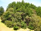 Mount Tamalpais Tree, NPND01_133