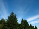 Mount Tamalpais Trees and Sky