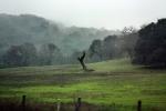Sonoma County in the Rain, Hills, Hillside
