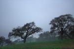 Sonoma County in the Rain, NPND01_247