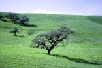 Lone Tree, Hills, Hillside, Equanimity, NPND01_258