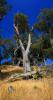 Gnarled Oak Trees at Bon Tempe Lake in Marin County, NPND01_286