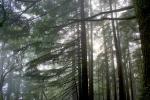Fog, Trees, Woodland, Marin County