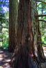 tree bark, NPND02_012