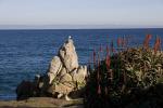 Pacific Grove, Rock, Plant, Bird, Ocean, Monterey Bay