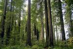 Redwood Forest, NPND02_035