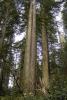 Redwood Forest, NPND02_036
