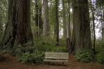 Redwood Forest, Bench, NPND02_037