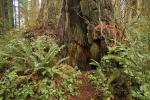Redwood Forest, Ferns, NPND02_038
