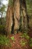Redwood Forest, fern, NPND02_039