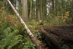 Prairie Creek Redwoods State Park, fallen trees, forest, fern, NPND02_040