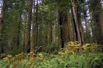 Forest, Ferns, Prairie Creek Redwoods State Park, NPND02_042