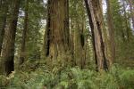 Forest, Ferns, Prairie Creek Redwoods State Park, NPND02_043