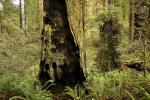 Redwood National Park, NPND02_045