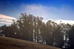 Sonoma County, Fog, Trees