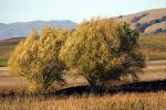 Trees, hills, Tolay Lake Regional Park, Sonoma Mountains, water