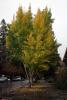 Sonoma County, Trees, Sidewalk, Leaves, Autumn, Rohnert Park