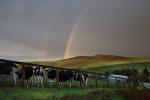 Cows, Sonoma County, Beef Cows, NPND02_226