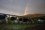 Cows, Sonoma County, Beef Cows, NPND02_227