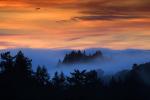 Sunset, Fog, Mystical, Surreal, Coleman-Valley Road, Sonoma County