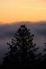 Sunset, Fog, Mystical, Surreal, Coleman-Valley Road, Sonoma County, NPND02_277