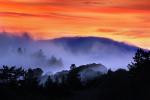 Sunset, Fog, Mystical, Surreal, Coleman-Valley Road, Fog, Sonoma County