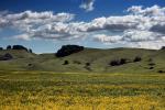Hills, Clouds, yellow flower fields, Sonoma County