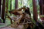 Root System, Forest, Sonoma County, NPND03_019