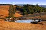 Pond, water, lake, Reservoir, Cows, Trees, Two-Rock, Sonoma County, Hills, Hillside