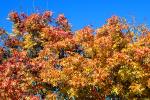 Autumn, Sonoma County, NPND03_091
