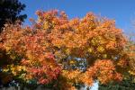 Autumn, Sonoma County, NPND03_092