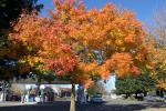Autumn, Sonoma County, NPND03_093