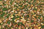 Autumn Leaves, texture, Sonoma County, NPND03_097