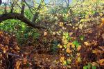 Autumn Leaves, Sonoma County, NPND03_100