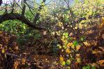 Autumn Leaves, Sonoma County, NPND03_101