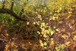 Autumn Leaves, Sonoma County