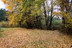 Autumn Leaves, Sonoma County, NPND03_103
