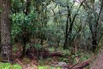 Forest, Sonoma County, NPND03_106