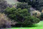 Trees, Sonoma County, NPND03_109