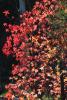 Autumn Leaves, tree, Sonoma County