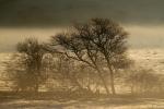 Cold Wintery Morning, Fog, mist, NPND03_127