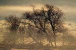 Cold Wintery Morning, Fog, mist, NPND03_128