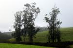 Fog, Hills, Eucalyptus Trees
