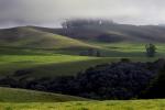 Trees, Hills, Two-Rock, Sonoma County, NPND03_154