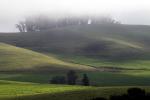 Trees, rolling Hills, Two-Rock, smooth, Sonoma County, NPND03_155