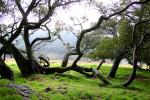 Trees, Hills, Two-Rock, Sonoma County, NPND03_158