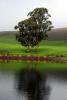 Trees, Hills, Pond, Reflection, Reservoir, Lake, Water, NPND03_164