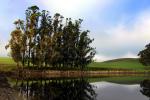Trees, Hills, Pond, Reflection, Reservoir, Lake, Water, Eucalyptus Trees, NPND03_173