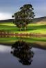 Eucalyptus Trees, Hills, Pond, Reflection, Reservoir, Lake, Water