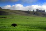Hills, Fields, Clouds, Trees, Two-Rock, Sonoma County, NPND03_179